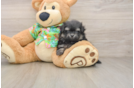 Popular Maltipom Designer Pup