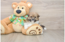 Maltipom Puppy for Adoption