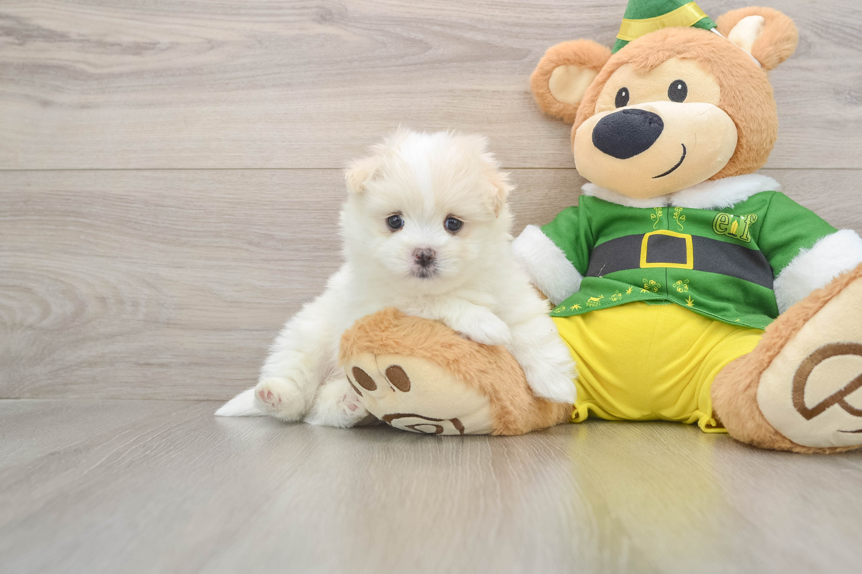 Funny Maltipom Designer Pup