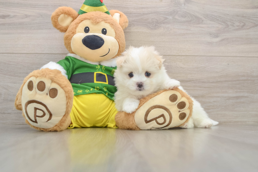Maltipom Puppy for Adoption