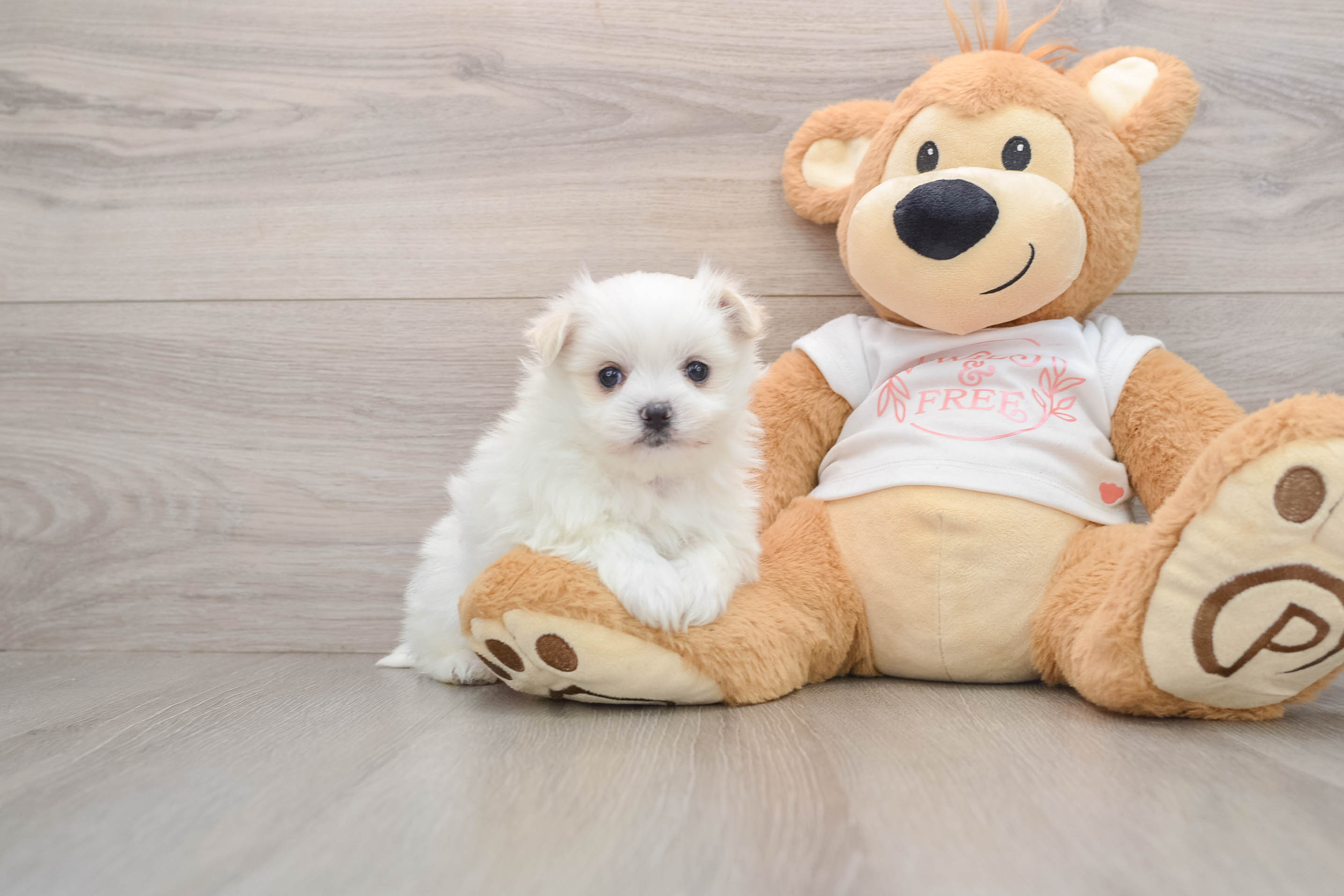 Best Maltipom Baby