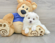 7 week old Maltipom Puppy For Sale - Premier Pups