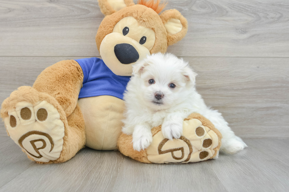 8 week old Maltipom Puppy For Sale - Premier Pups