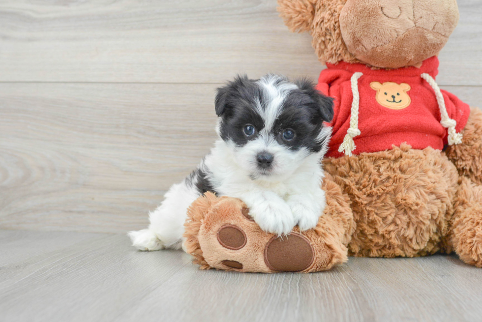 Fluffy Maltipom Designer Pup