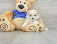 7 week old Maltipom Puppy For Sale - Premier Pups