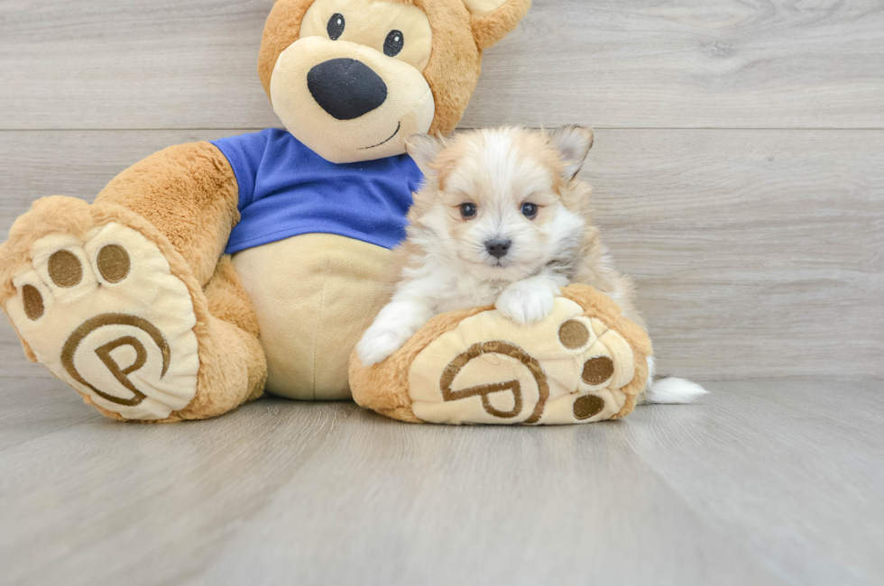 8 week old Maltipom Puppy For Sale - Premier Pups