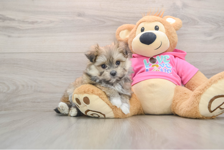 Little Maltese Pom Designer Puppy