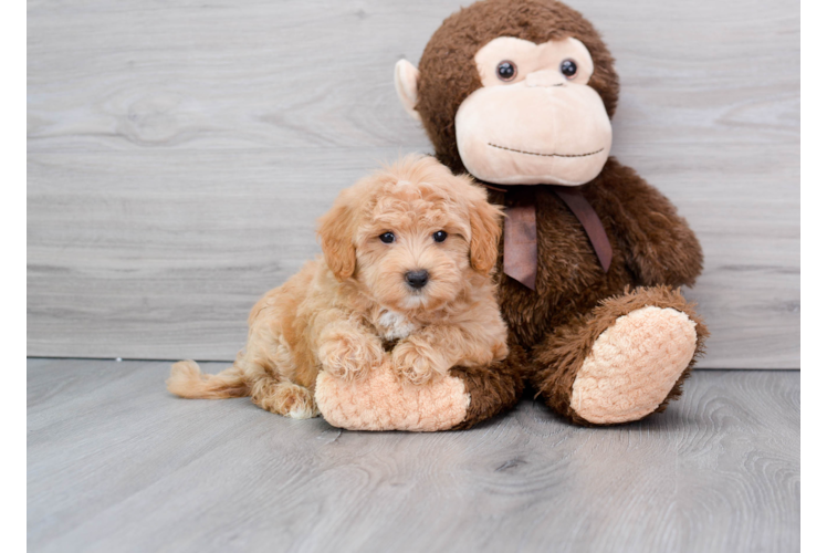 Popular Maltipoo Poodle Mix Pup