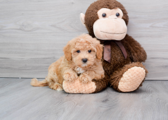 Popular Maltipoo Poodle Mix Pup