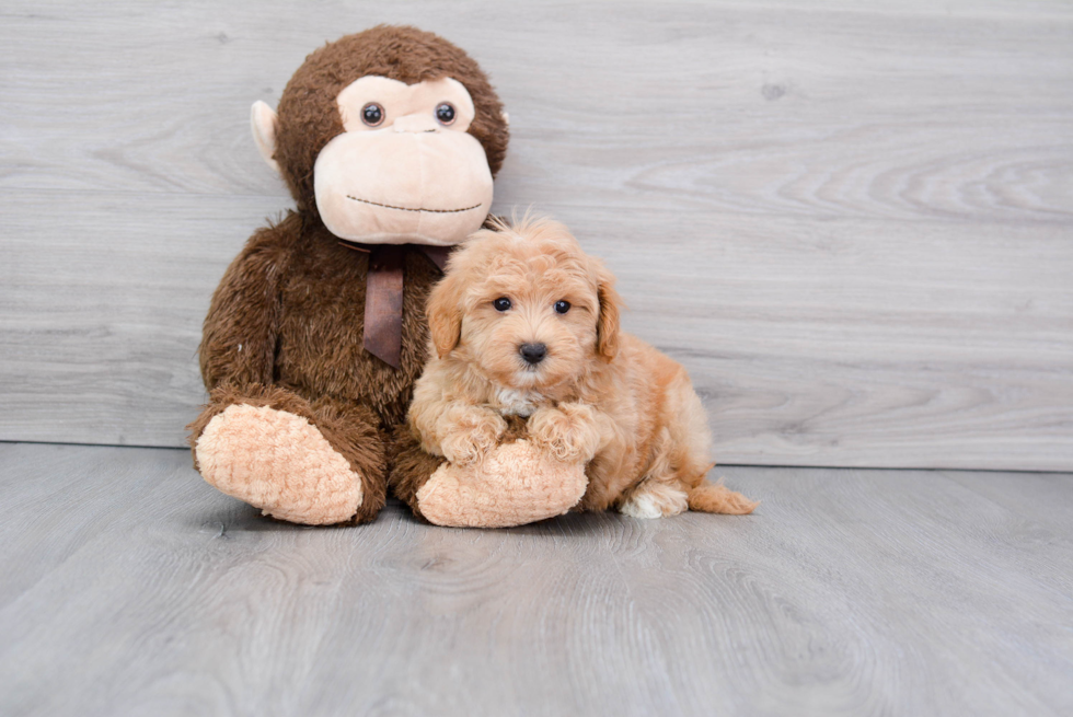 Fluffy Maltipoo Poodle Mix Pup