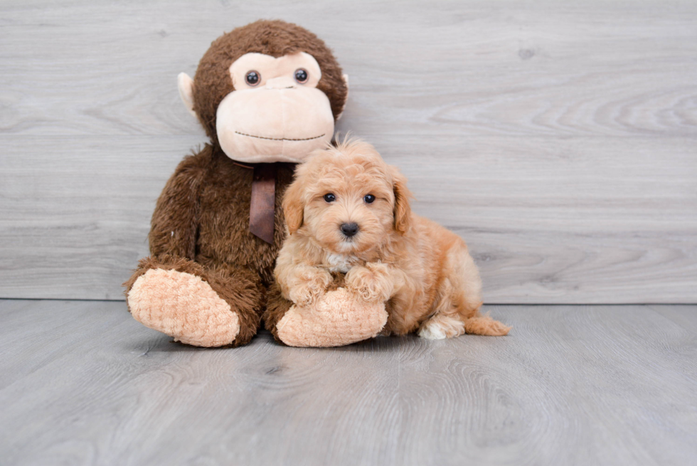 Maltipoo Pup Being Cute