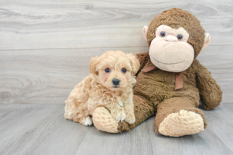 Petite Maltipoo Poodle Mix Pup