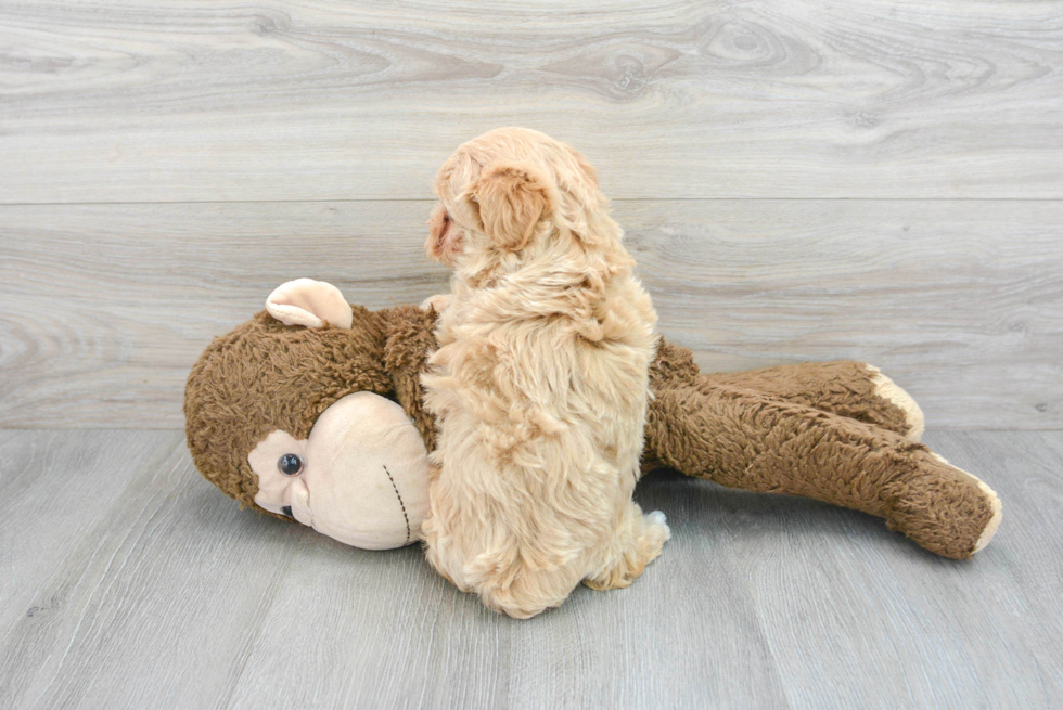 Maltipoo Pup Being Cute