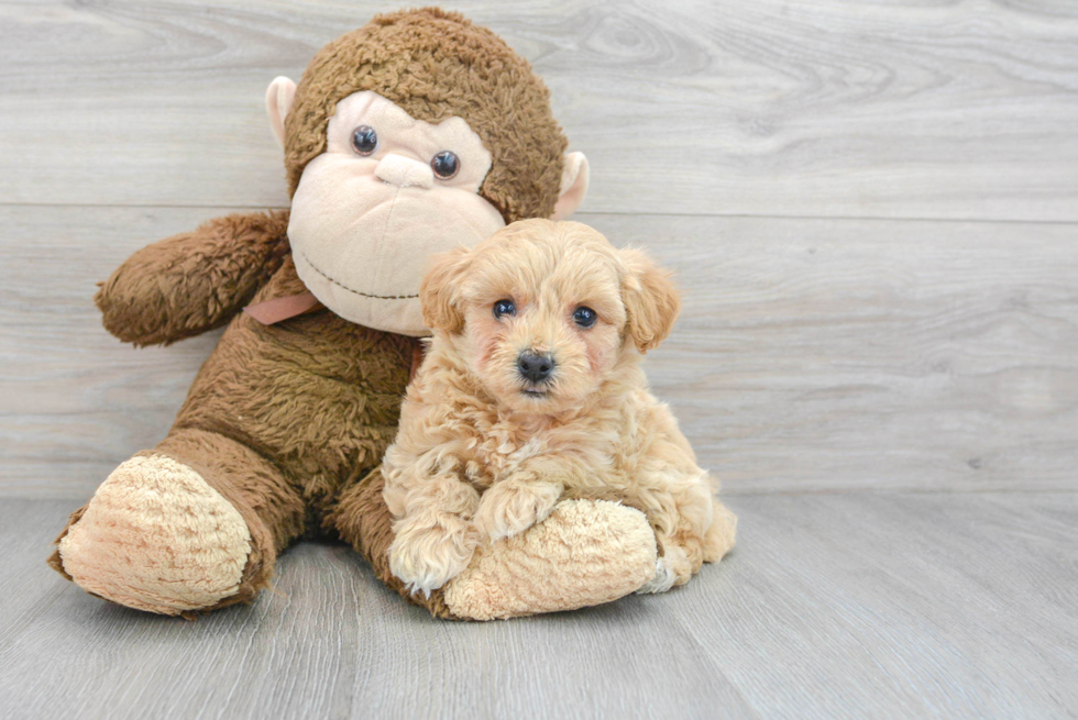 Funny Maltipoo Poodle Mix Pup