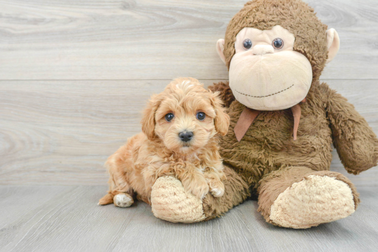 Hypoallergenic Maltepoo Poodle Mix Puppy