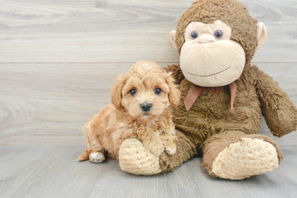 Hypoallergenic Maltepoo Poodle Mix Puppy