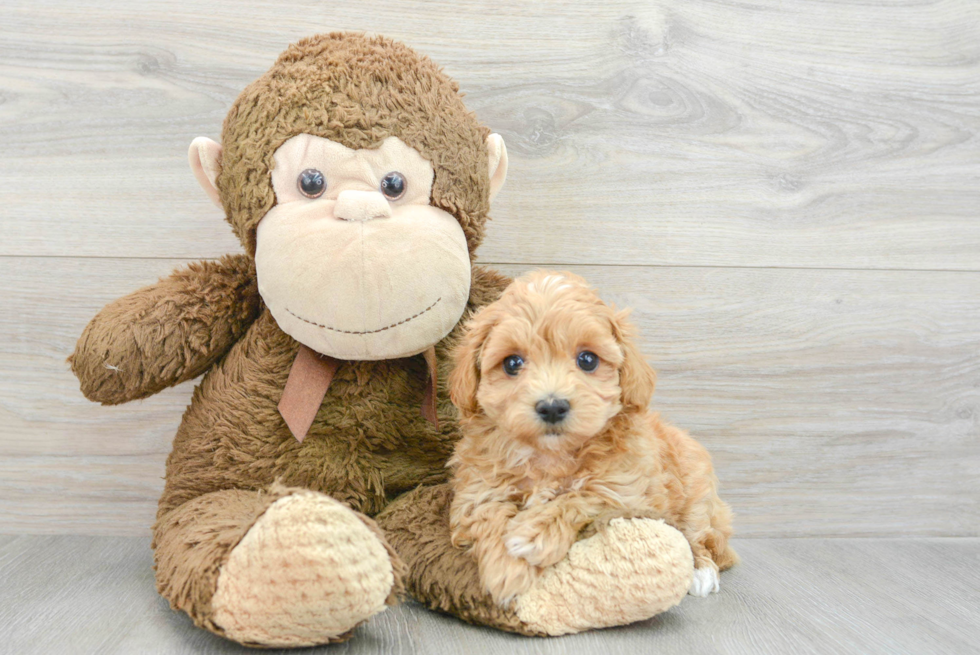 Fluffy Maltipoo Poodle Mix Pup