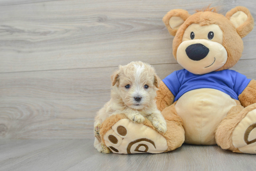 Best Maltipoo Baby