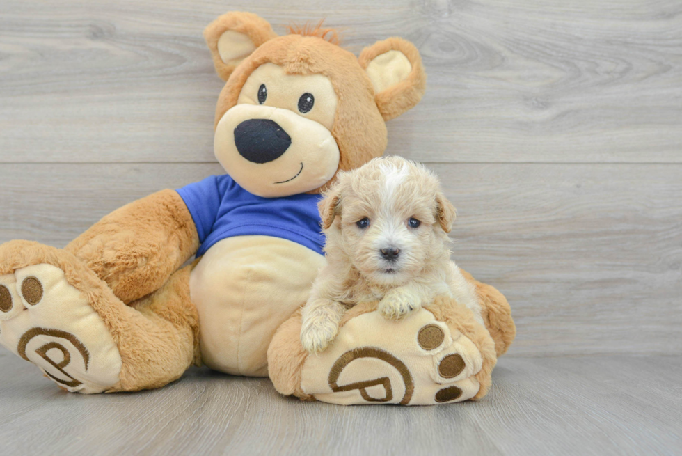 Maltipoo Puppy for Adoption