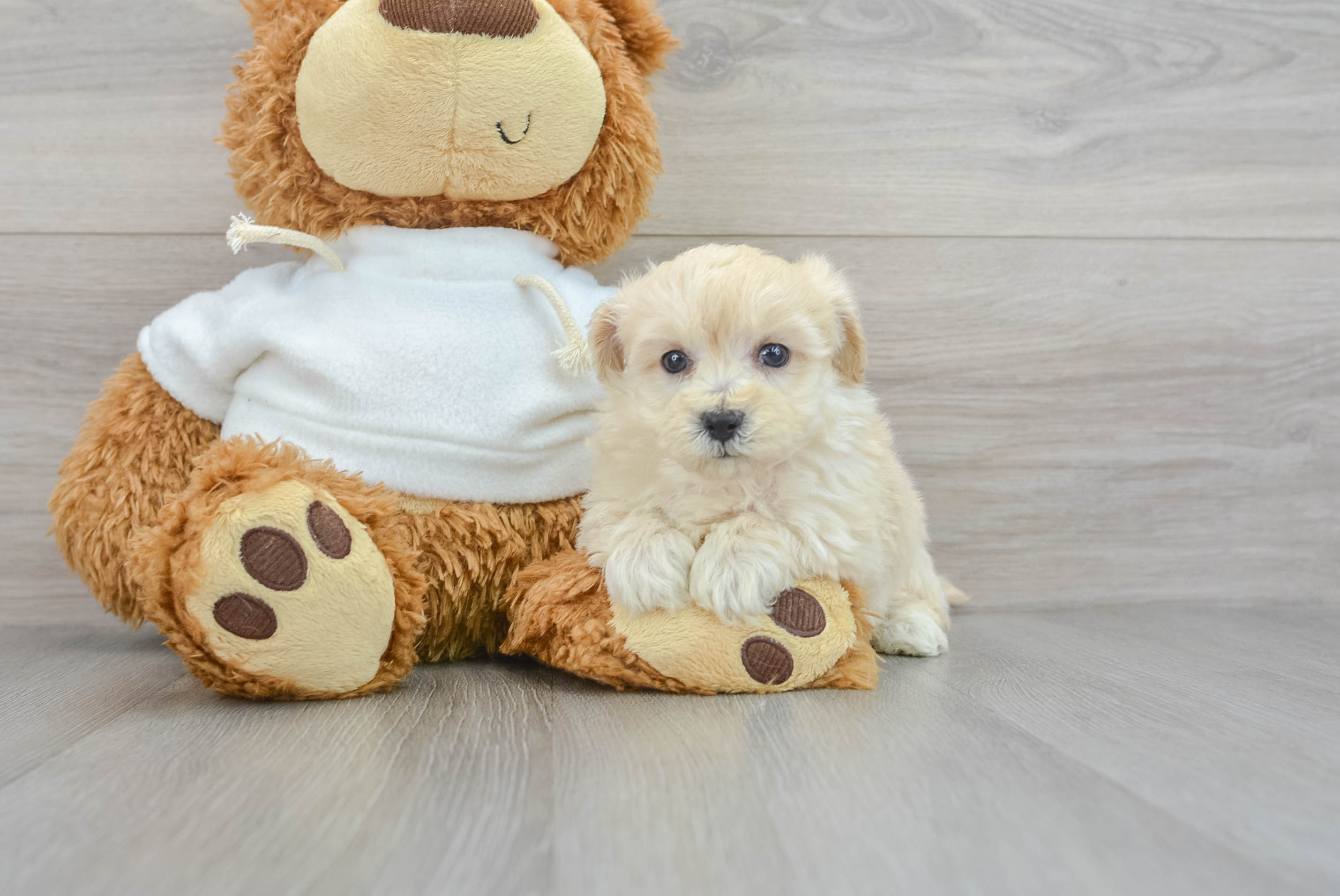 Energetic Maltepoo Poodle Mix Puppy