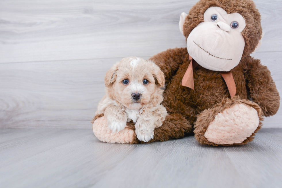 Petite Maltipoo Poodle Mix Pup