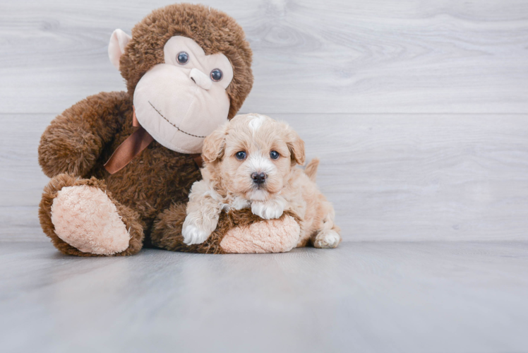 Maltipoo Puppy for Adoption