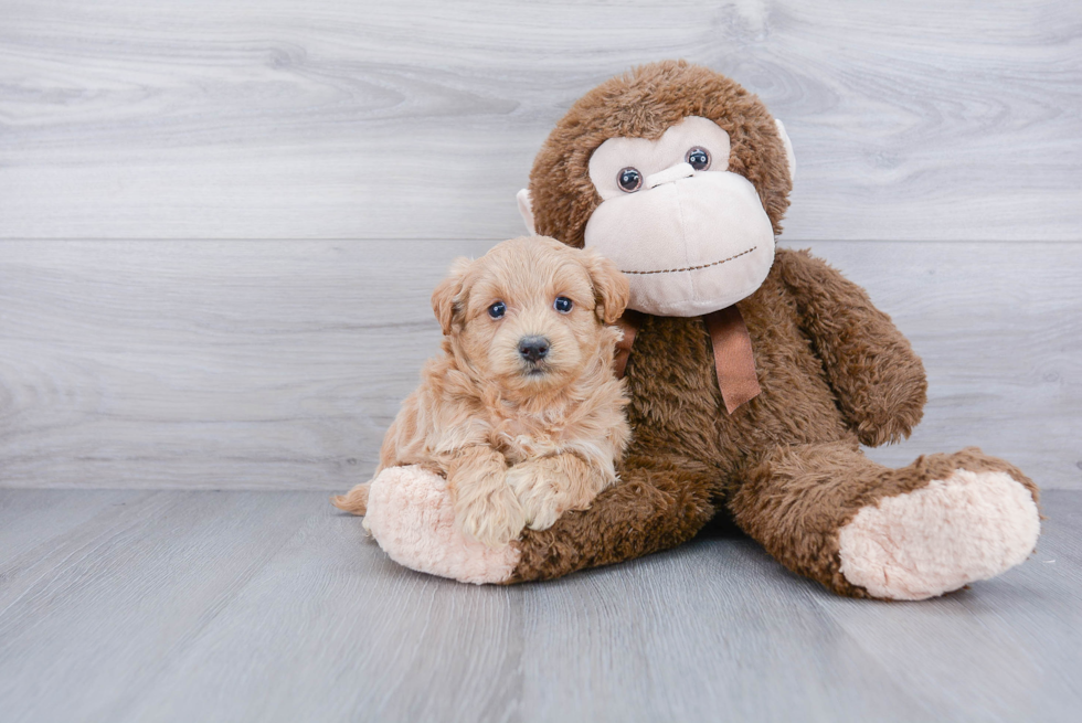 Happy Maltipoo Baby