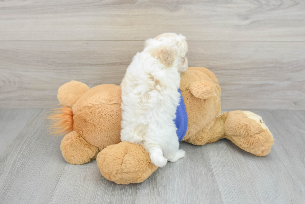 Playful Maltepoo Poodle Mix Puppy