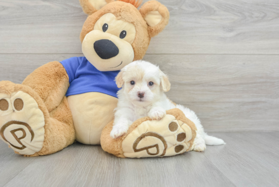 Maltipoo Puppy for Adoption