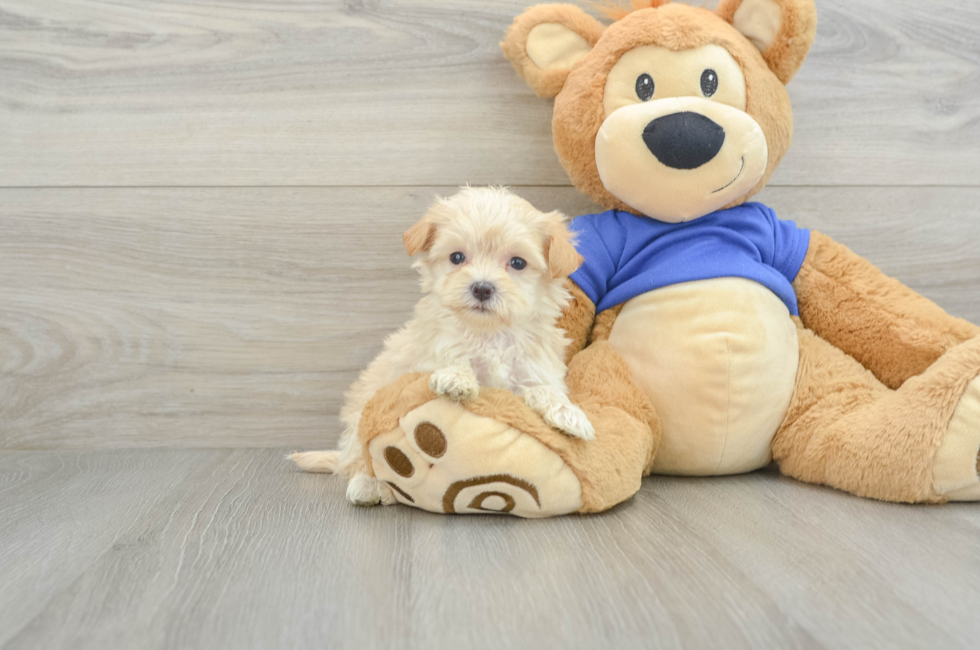 6 week old Maltipoo Puppy For Sale - Premier Pups