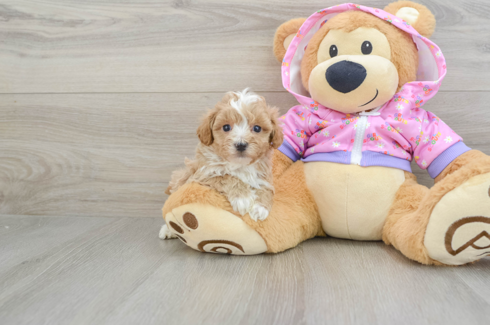 5 week old Maltipoo Puppy For Sale - Premier Pups