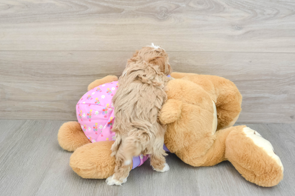 Maltipoo Puppy for Adoption