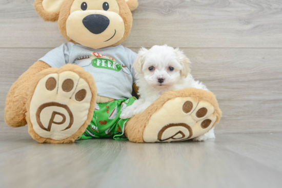 Best Maltipoo Baby
