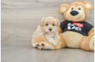 Best Maltipoo Baby