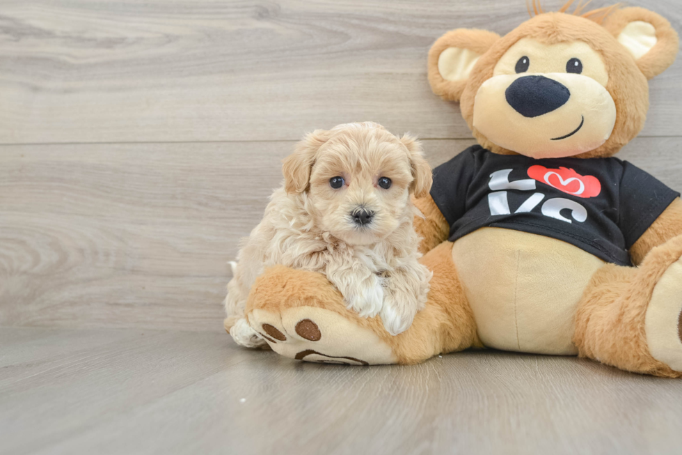Best Maltipoo Baby