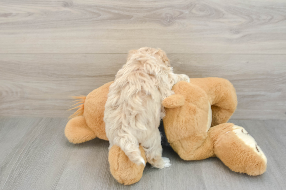 Maltipoo Pup Being Cute