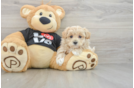 Popular Maltipoo Poodle Mix Pup