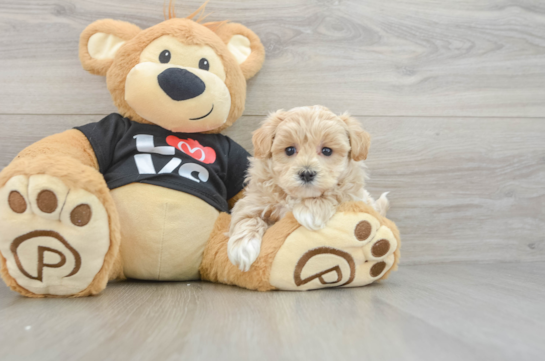 Popular Maltipoo Poodle Mix Pup