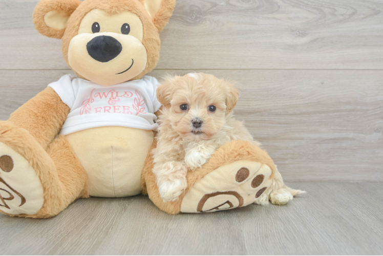 Sweet Maltipoo Baby