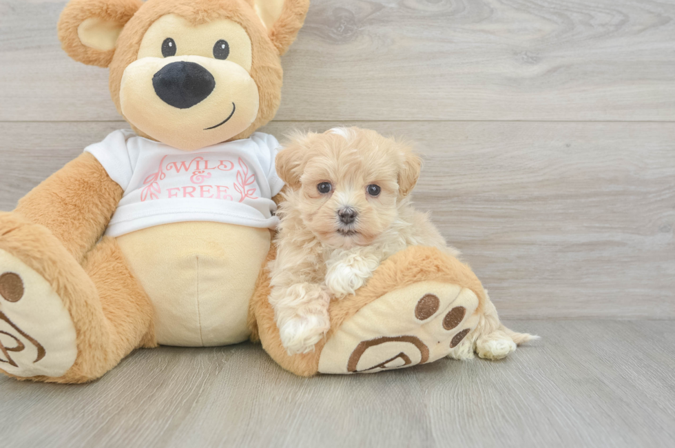 6 week old Maltipoo Puppy For Sale - Premier Pups