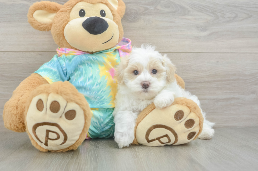 6 week old Maltipoo Puppy For Sale - Premier Pups