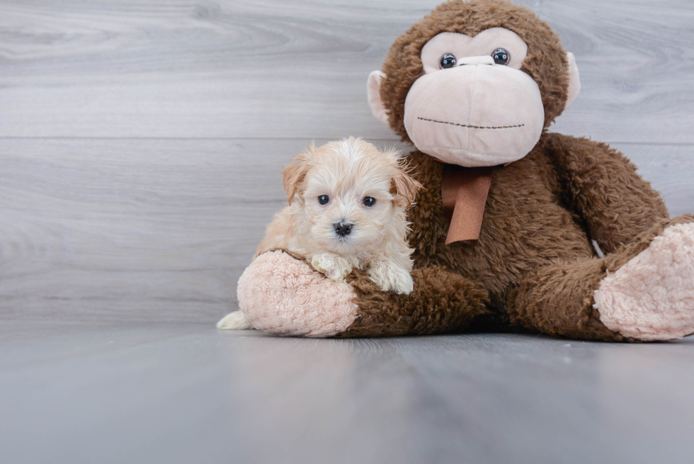 Adorable Maltepoo Poodle Mix Puppy