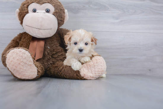 Best Maltipoo Baby