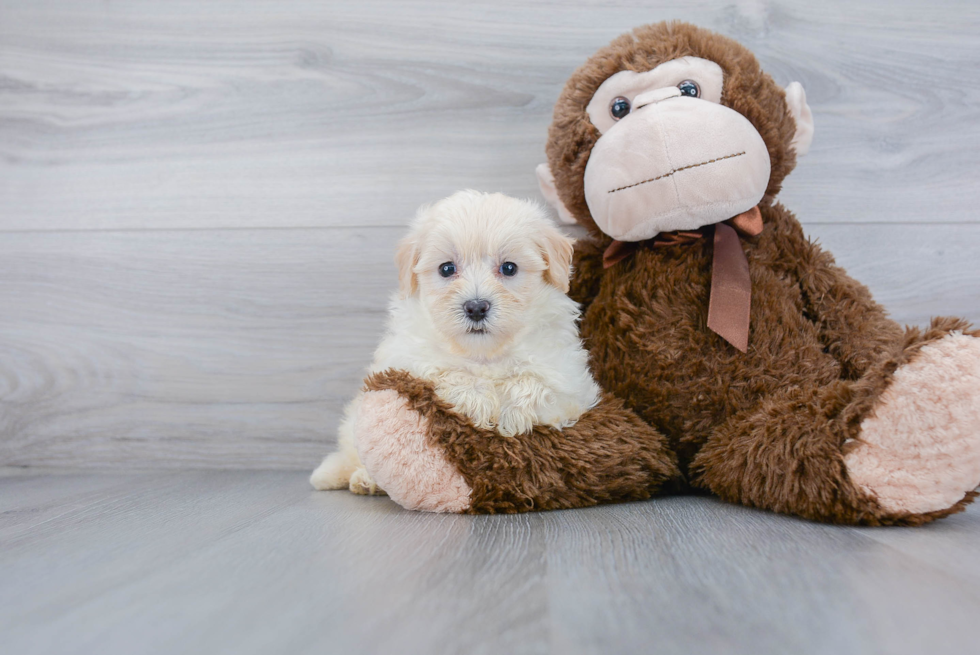 Little Maltese Poodle Poodle Mix Puppy