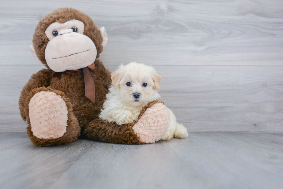 Energetic Maltepoo Poodle Mix Puppy