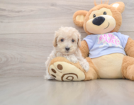 8 week old Maltipoo Puppy For Sale - Premier Pups