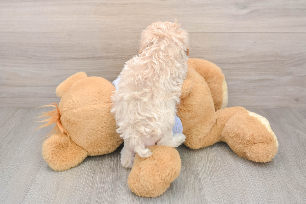 Maltipoo Pup Being Cute