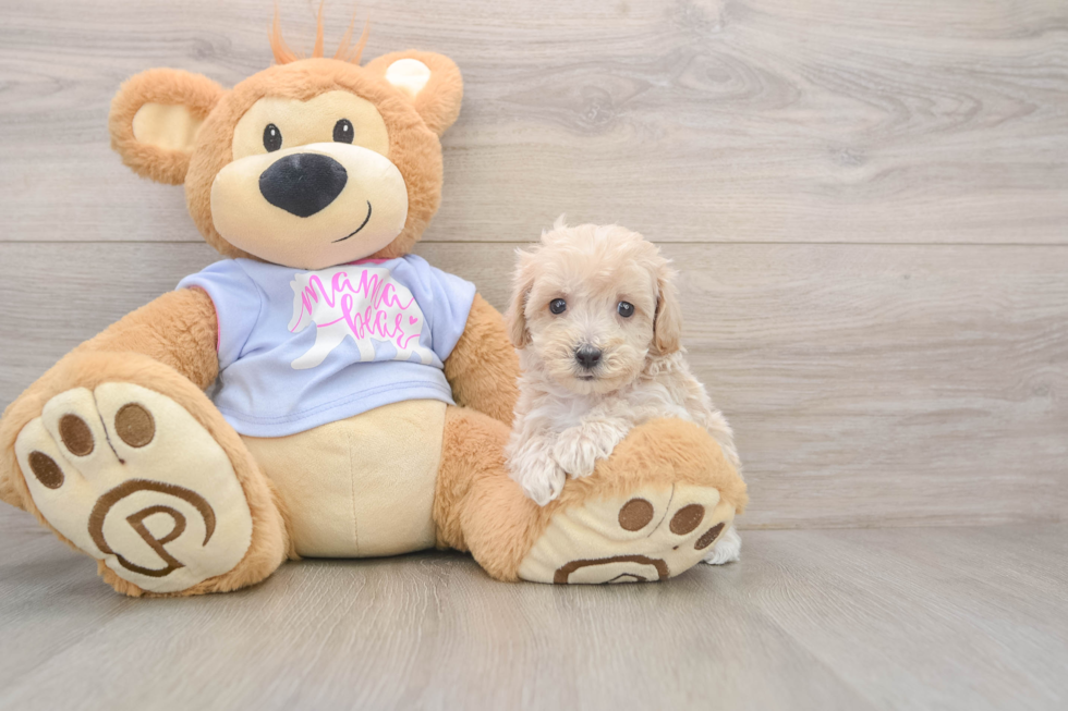 Energetic Maltese Poodle Poodle Mix Puppy