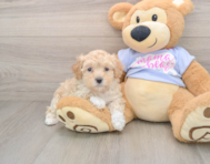 8 week old Maltipoo Puppy For Sale - Premier Pups