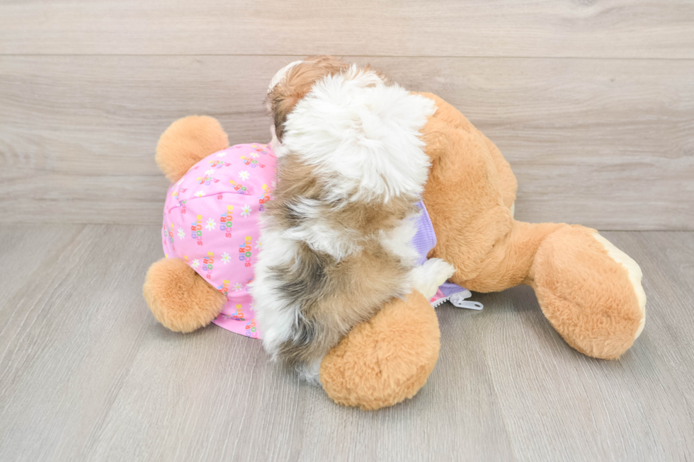 Maltipoo Puppy for Adoption